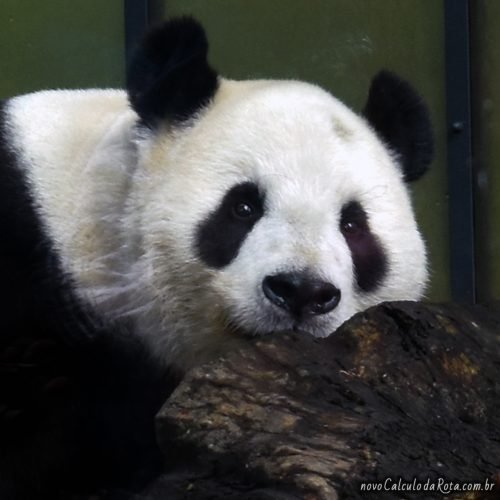 O panda gigante Ri Ri no Zoo de Ueno