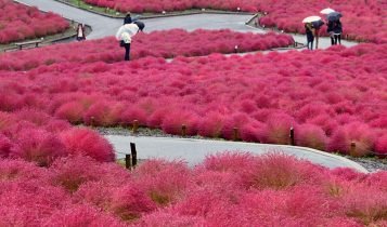 Kochias no Hitachi Seaside Park