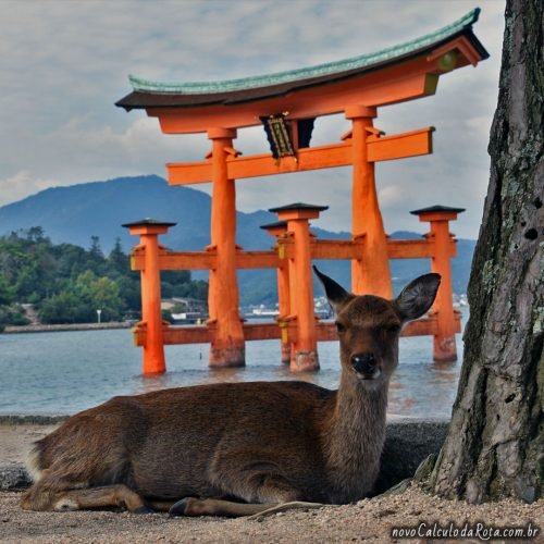O veado de Miyajima fazendo pose com o torii gigante na água