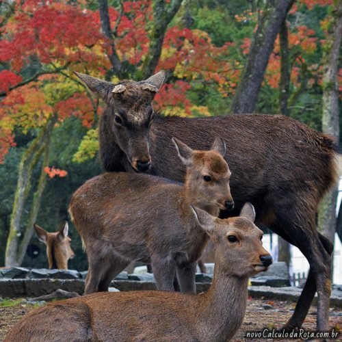 Ao caminhar pela cidade de Nara você encontrar milhares de veadinhos!