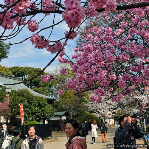 Sakura em Ueno: visitantes apreciando o Sakura rosa
