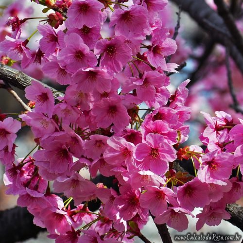 Sakura em Ueno: a flor da cerejeira