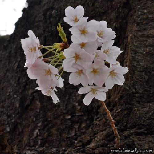 Sakura beirando a perfeição