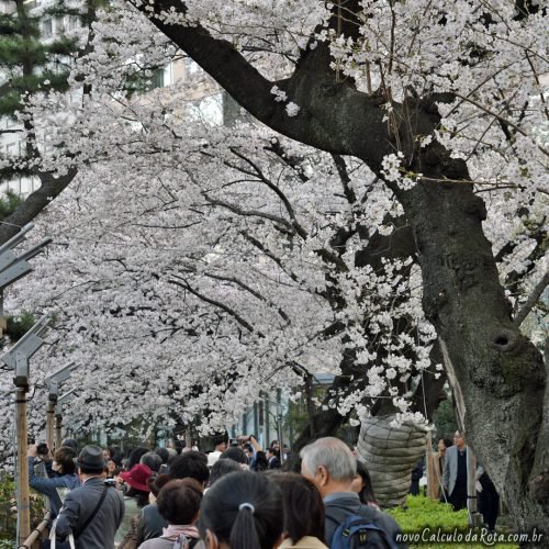 Sakura em Kitanomaru - Uma calçada com 700 metros de cerejeiras!