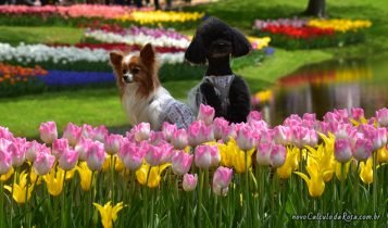 Tulipas em Tokyo: Showa Kinen Koen