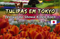 Tulipas em Tokyo: Showa Kinen Koen