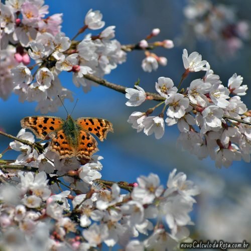 A melhor época para ir ao Japão: primavera