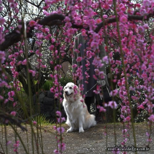 Cachorro acompanhando a floração do Umê