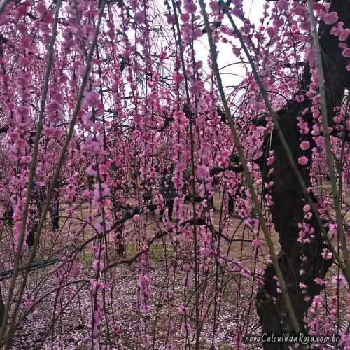 Floração do Umê (ameixeiras japonesas)