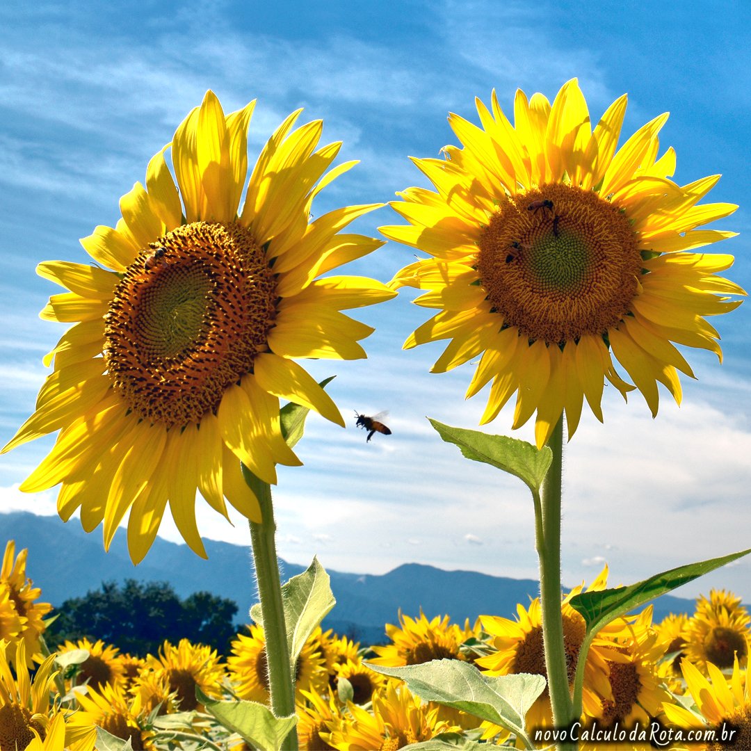 Featured image of post Campo De Girassol Tumblr Campo de girassol durante o amanhecer